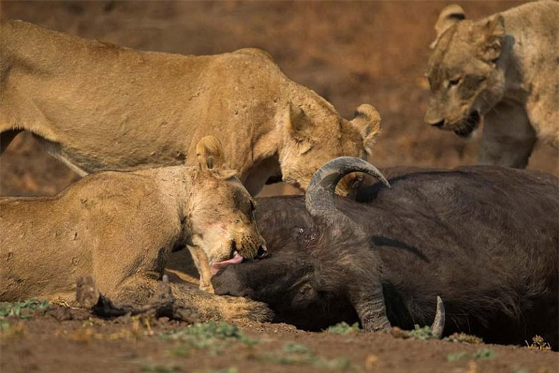 Sau đó, nó hợp sức cùng đồng loại giết chết chú trâu rừng. Cuối cùng, cả bầy cùng nhau thưởng thức “bữa tiệc” thịt trâu thịnh soạn.