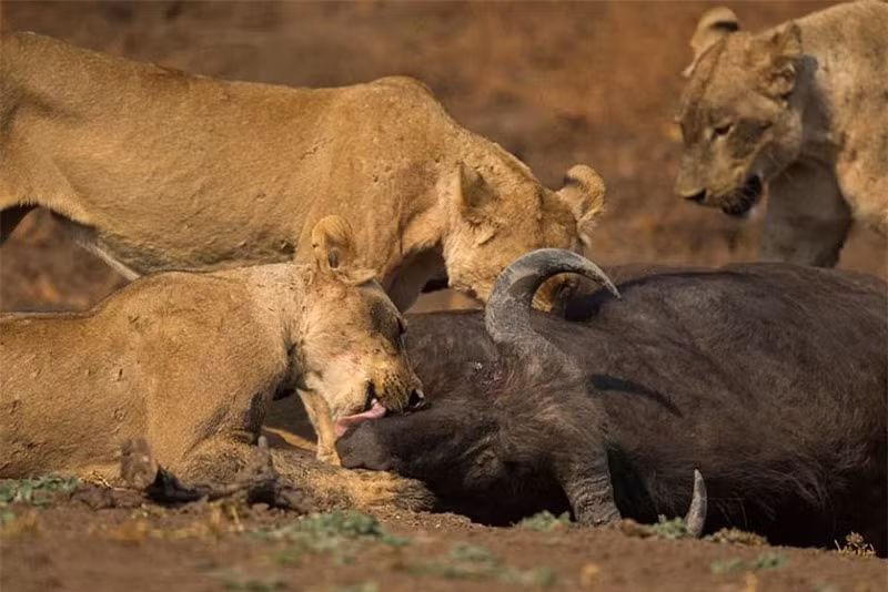 Sau đó, nó hợp sức cùng đồng loại giết chết chú trâu rừng. Cuối cùng, cả bầy cùng nhau thưởng thức “bữa tiệc” thịt trâu thịnh soạn.