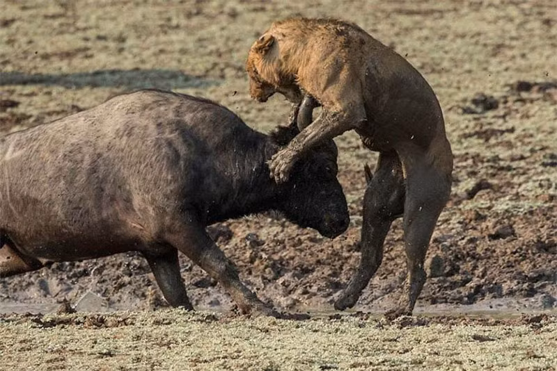 Thậm chí, cú húc “trời giáng” của nó còn khiến con sư tử phải trả giá đắt khi bị sừng trâu cắm thẳng vào ngực.