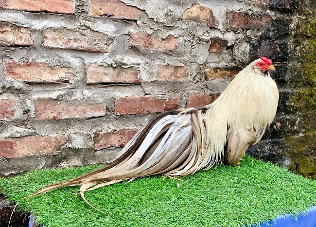 8x Ha Noi lam viec ai cung phan doi, thu ve ca ty dong/nam-Hinh-2