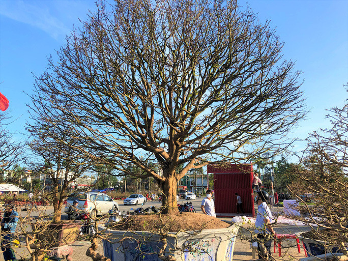 Cay mai tram tuoi gia 4 ty dong o Quang Ngai