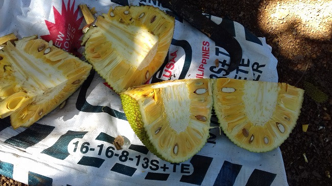 Mit Thai rot gia van khong co nguoi mua, nong dan mang mit cho ga an-Hinh-2