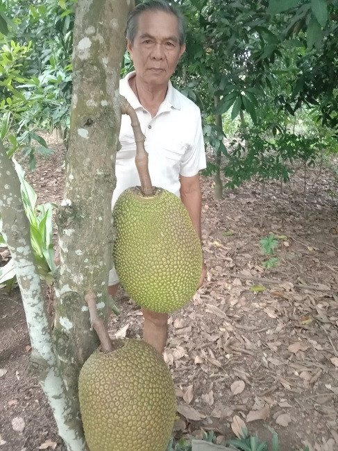 Mit Thai rot gia van khong co nguoi mua, nong dan mang mit cho ga an