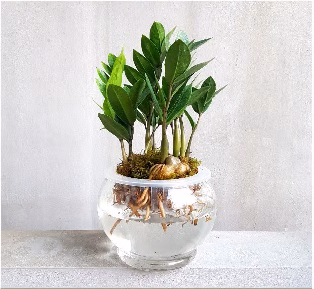 6 loại cây cảnh phong thủy là con cưng của Thần Tài - Hình 4 6 loai cay canh phong thuy la con cung cua Than Tai-Hinh-4