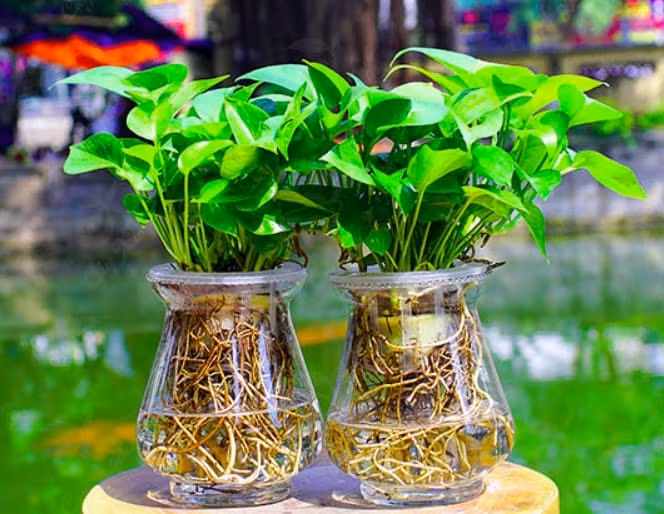 6 loai cay canh phong thuy la con cung cua Than Tai