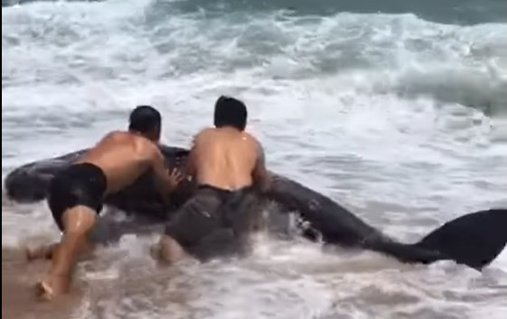 Ca voi tren minh co nhieu vet thuong dat vao bo bien Tuy Hoa-Hinh-4