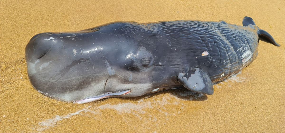 Ca voi tren minh co nhieu vet thuong dat vao bo bien Tuy Hoa-Hinh-2