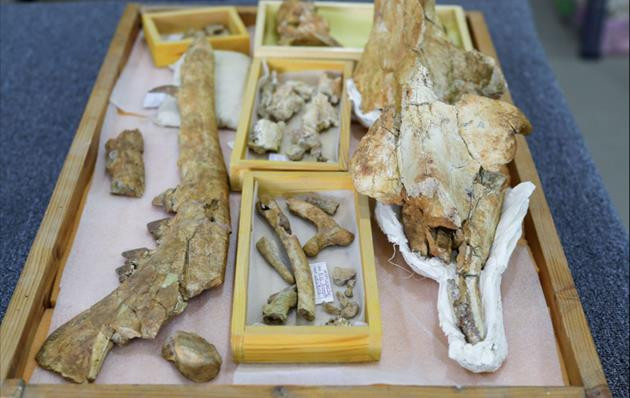 Ca voi hoa ra cung da tung co 4 chan, di am am tren can-Hinh-2