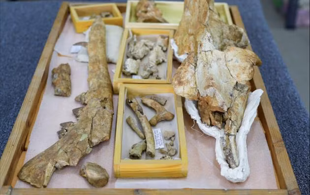 Ca voi hoa ra cung da tung co 4 chan, di am am tren can-Hinh-2