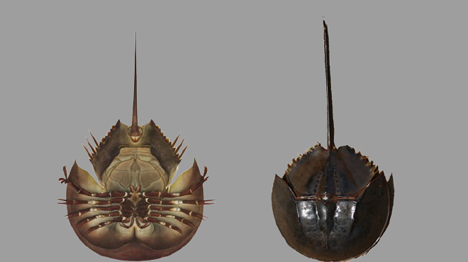 Sam biển thường bị nhầm với so biển do sự giống nhau về hình dáng bên ngoài. Chiều dài thân của so biển thường khoảng 20 – 25 cm, toàn thân màu xanh nâu đậm, đuôi so có tiết diện tròn hoặc bầu dục và không hề có gai nhọn. Ảnh: Getty.