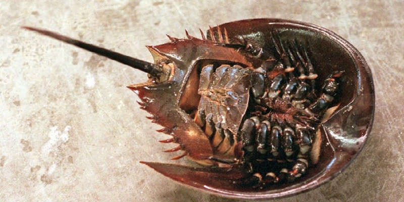 Từ tháng 3 đến tháng 10 hàng năm là mùa sinh sản của sam biển và so biển. Càng đến mùa sinh sản, độc tố trong so biển càng mạnh. Khi so biển bắt cặp để giao phối, người dân dễ nhầm lẫn và ăn phải, gây ngộ độc. Ảnh: Shutter Stock. 