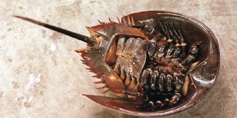 Từ tháng 3 đến tháng 10 hàng năm là mùa sinh sản của sam biển và so biển. Càng đến mùa sinh sản, độc tố trong so biển càng mạnh. Khi so biển bắt cặp để giao phối, người dân dễ nhầm lẫn và ăn phải, gây ngộ độc. Ảnh: Shutter Stock. 