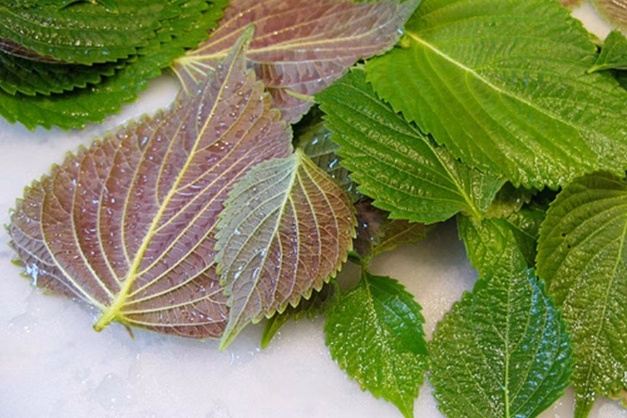 La tia to dun nuoc uong hang ngay: Thai doc gan than, trang da-Hinh-2