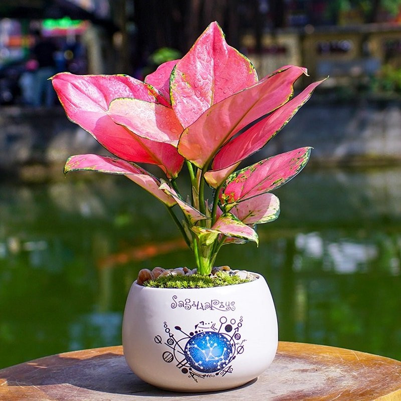 Người mệnh Thổ đặt vật này trên bàn làm việc hút phú quý tài lộc Nguoi menh Tho dat vat nay tren ban lam viec hut phu quy tai loc