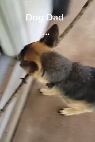 Chu cho khien dan mang phat cuong vi phan ung khi gay ra toi loi