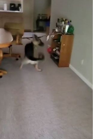 Chu cho khien dan mang phat cuong vi phan ung khi gay ra toi loi-Hinh-2