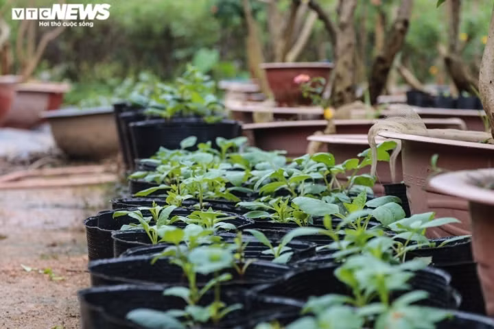 Ngoài công dụng làm cảnh, hoa ngũ sắc còn được sử dụng như vị thuốc đông y. Hoa ngũ sắc có vị đắng tính mát thường được sử dụng làm thành phần trong thuốc trị tiêu động, tiêu viêm, hạ sốt, …