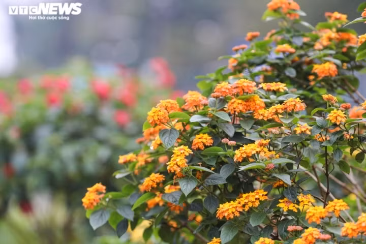 Đây là loại cây bụi thân gỗ, cành non dài, mềm, có lông và có gai mềm, cong xuống. Lá hình trái xoan, nhọn đầu, gốc hình tim, dày, xanh nhạt, mặt trên phủ lông ngắn, mặt dưới có lông mềm, cuống ngắn.