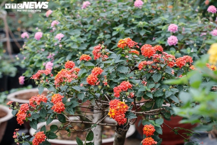 Nhờ ứng dụng các tiến bộ khoa học kỹ thuật, cấy ghép lai tạo, hiện nay những chậu hoa của anh Ngà có đủ kiểu dáng, màu sắc rất đa dạng.