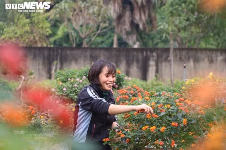 “Cây hoa ngũ sắc có sức sống mạnh, khả năng sinh trưởng tốt ở nơi có khí hậu nóng, nên Hà Tĩnh rất thích hợp trồng. Tuy nhiên để ra hoa quanh năm cần nơi sải nắng và chất đất giàu dinh dưỡng”, chị Quyên nói.