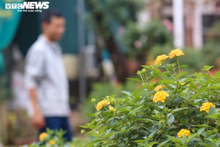 Anh Ngà cho biết, đây là giống cây dễ trồng, dễ chăm sóc mà lại có màu sắc đẹp. Cây ít khi có sâu và nở hoa quanh năm.