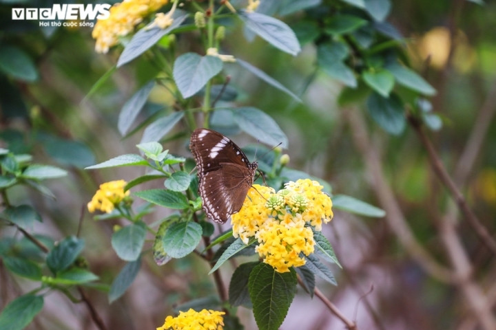 Bông hoa có hình cầu với nhiều sắc màu tươi sáng như vàng, cam, tím, đỏ hay trắng tinh khôi.