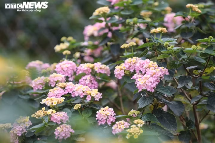 Hoa ngũ sắc rất dễ chăm sóc, màu sắc sặc sỡ và có thể ra hoa quanh năm nên có khá nhiều khách hàng ưa chuộng.