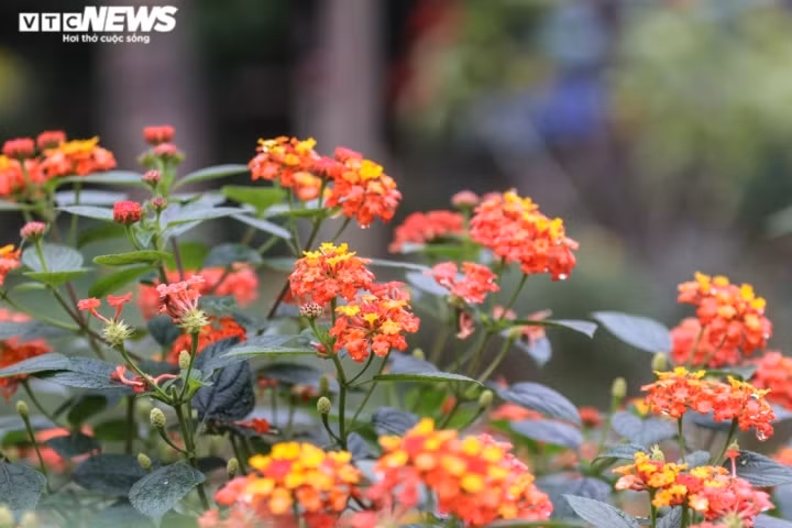 Những ngày đầu khởi nghiệp, vợ chồng anh Ngà gặp phải sự can ngăn của nhiều người bởi lo ngại hoa ngũ sắc chỉ là một cây dại, không có giá trị kinh tế.