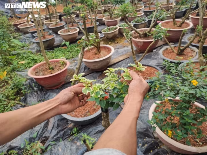 Đến nay khu vườn của vợ chồng anh Ngà đã có hơn 500 chậu ngũ sắc. Trong ảnh là một cây hoa ngũ sắc đột biến lá ngọc độc lạ.