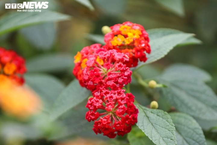 Cây ngũ sắc còn có tên cây bông ổi, cây thơm ổi, cây trâm ổi, cây ổi nho, cây trâm anh, cây tứ mã đơn… Có tên khoa học là Lantana camara, thuộc họ Verbenaceae (Cỏ roi ngựa).