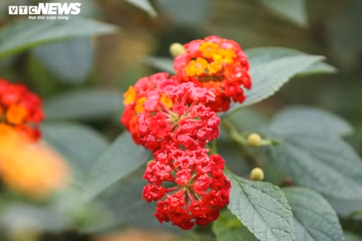 Cây ngũ sắc còn có tên cây bông ổi, cây thơm ổi, cây trâm ổi, cây ổi nho, cây trâm anh, cây tứ mã đơn… Có tên khoa học là Lantana camara, thuộc họ Verbenaceae (Cỏ roi ngựa).