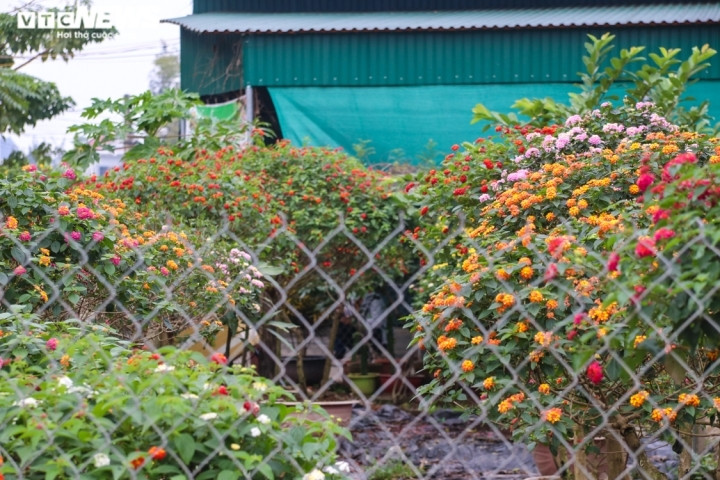 Với đặc điểm hoa rực rỡ, nở rộ quanh năm, trồng dễ, ít công chăm sóc nên thường được trồng làm hàng rào, tiểu cảnh hay tạo cây bon sai. Ngũ sắc được trồng nhiều nơi công cộng, sân vườn, công viên…