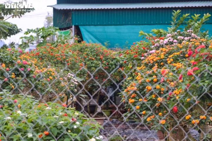 Với đặc điểm hoa rực rỡ, nở rộ quanh năm, trồng dễ, ít công chăm sóc nên thường được trồng làm hàng rào, tiểu cảnh hay tạo cây bon sai. Ngũ sắc được trồng nhiều nơi công cộng, sân vườn, công viên…