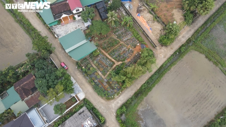 Ngoài cây ngũ sắc, vợ chồng anh Ngà còn trồng thêm các giống hoa mới như thược dược, hoa cúc,… để đáp ứng nhu cầu của thị trường. (Ảnh: Trọng Tùng)