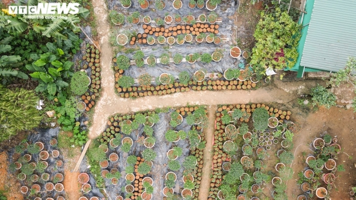 “Loại cây này nên hạn chế trồng vào mùa đông vì cây ít chịu lạnh nên sau khi trồng dễ chết và phát triển chậm. Tốt nhất nên trồng vào mùa xuân và đầu mùa mưa để tốn ít công chăm sóc”, anh Ngà nói.