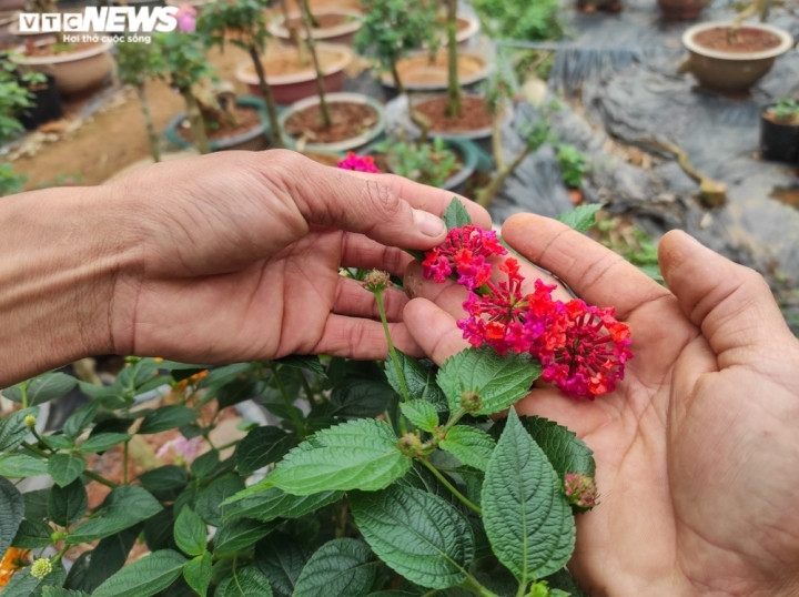 Qua thời gian, nhờ sự khéo tay và dày công nghiên cứu cách ghép hoa, anh Ngà mạnh dạn vay vốn, đầu tư, đưa cây ngũ sắc ra thị trường.