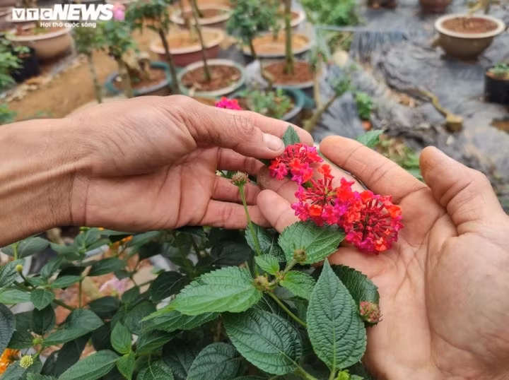 Qua thời gian, nhờ sự khéo tay và dày công nghiên cứu cách ghép hoa, anh Ngà mạnh dạn vay vốn, đầu tư, đưa cây ngũ sắc ra thị trường.