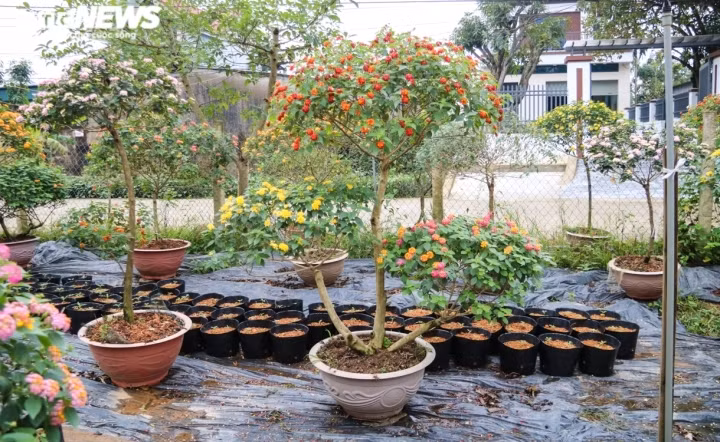 Những cây ngũ sắc có 2-3 màu hoa khác nhau là điểm nhấn của khu vườn.