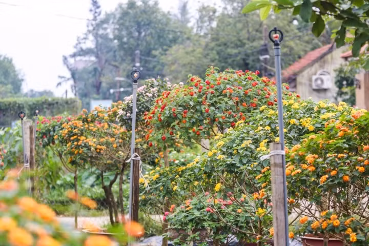 Trung bình mỗi chậu hoa ngũ sắc có giá từ 500.000 - 1.500.000 đồng. Dự kiến tết năm nay, anh Ngà cho ra thị trường tết khoảng 300 gốc, thu lời xấp xỉ 200 triệu đồng.