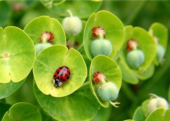 Nhung dong vat de thuong la “quai thu” an thit dong loai-Hinh-4