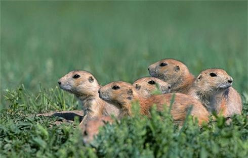 Nhung dong vat de thuong la “quai thu” an thit dong loai-Hinh-5