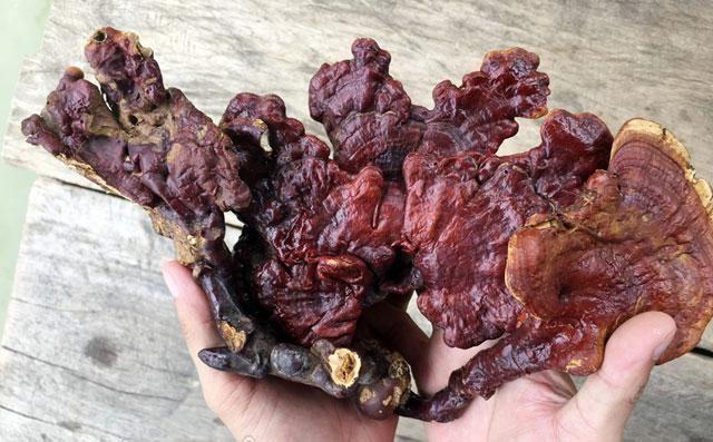 Dan buon hot bac voi nam lim xanh rung