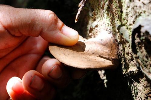 Dan buon hot bac voi nam lim xanh rung-Hinh-2