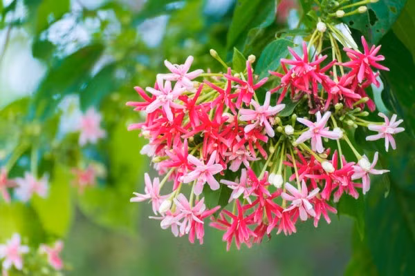 Nhung loai cay de trong cho ban cong chong nang nong ngay he-Hinh-5