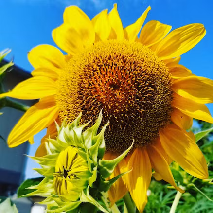 Nhung loai cay de trong cho ban cong chong nang nong ngay he-Hinh-6