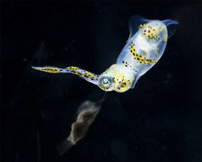 Mực lá đại dương.