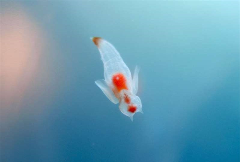 Loài sinh vật kỳ lạ này có tên là Sea Angel - thiên thần biển.