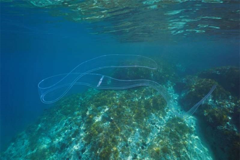 Một loài sứa dài trong suốt, có tên là Thắt lưng của thần Vệ Nữ. 