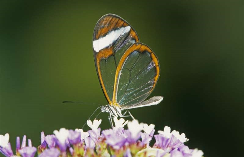 Bướm cánh gương có đôi cánh trong suốt như thủy tinh.