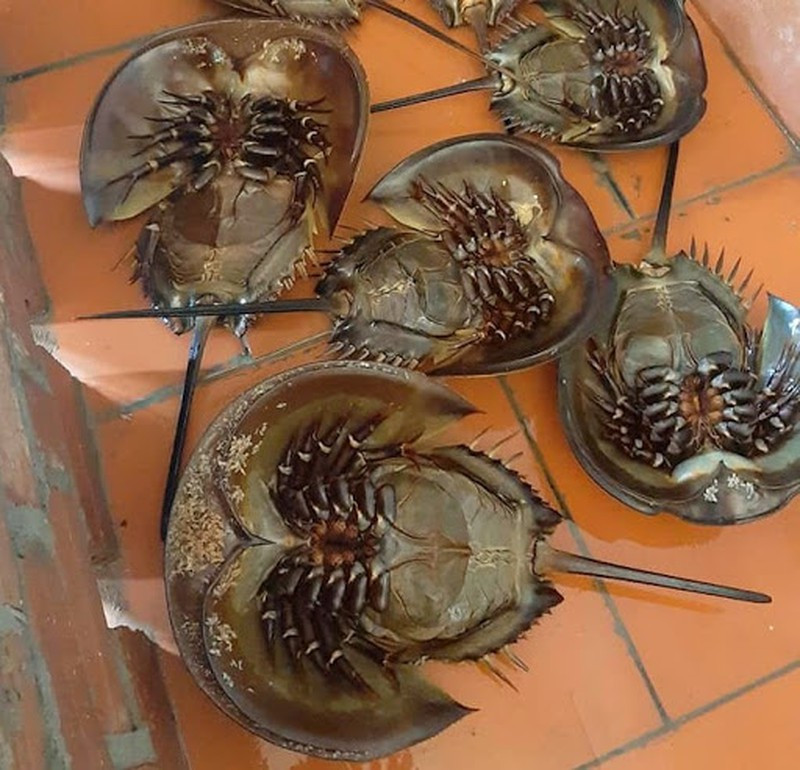 Mau sam bien ban dat gap tram lan thit sam bien-Hinh-4